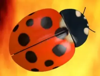 Marienkäfer